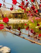 张涛摄影作品:馨苑春色(一)